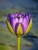 HONOUR.....Image of the Month.....Cecily Jones